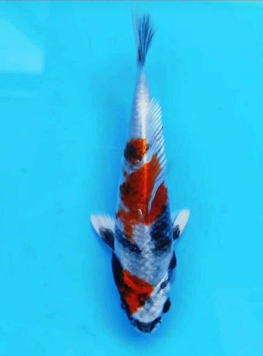 Juara 5
