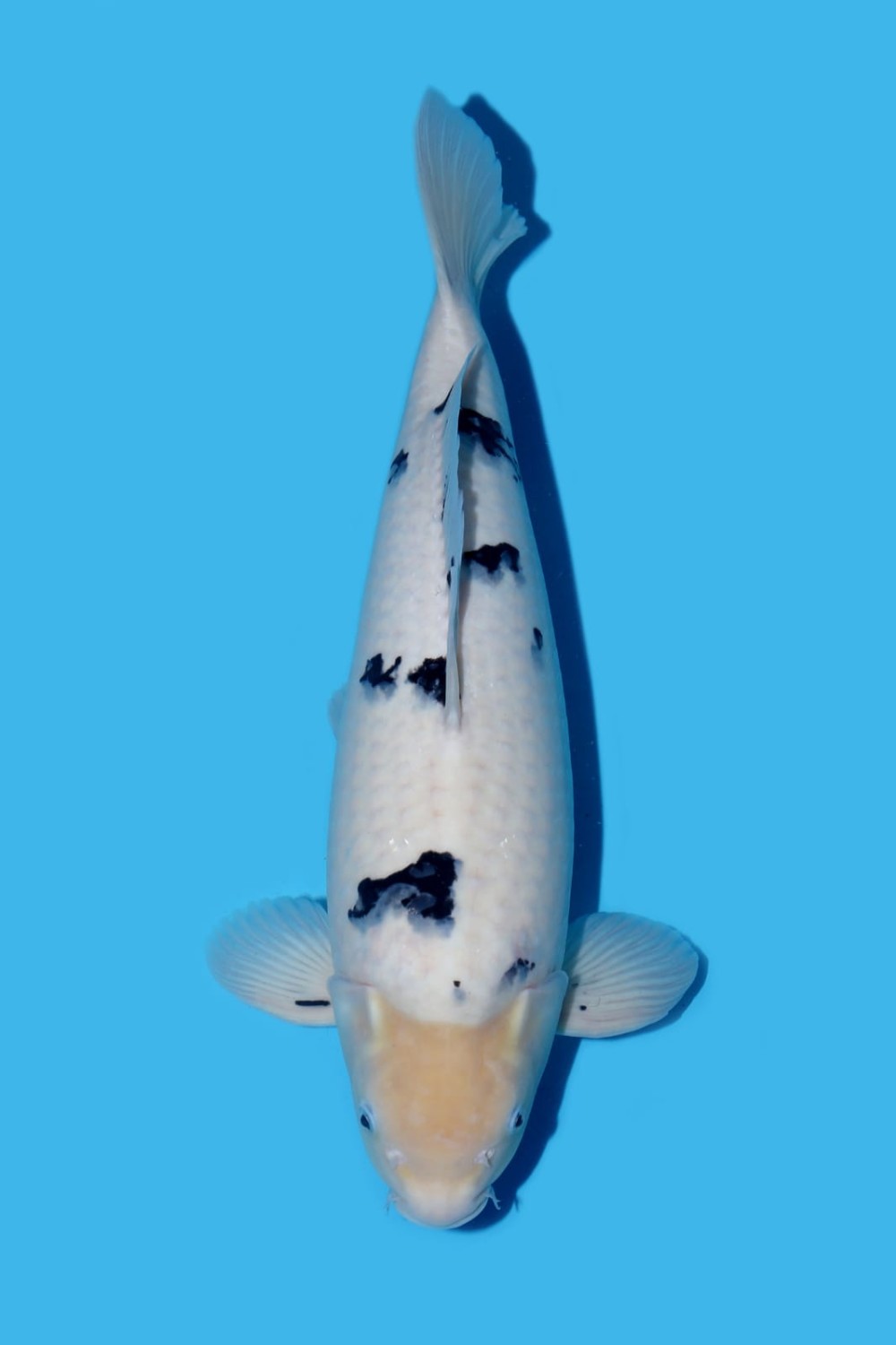 Juara 2