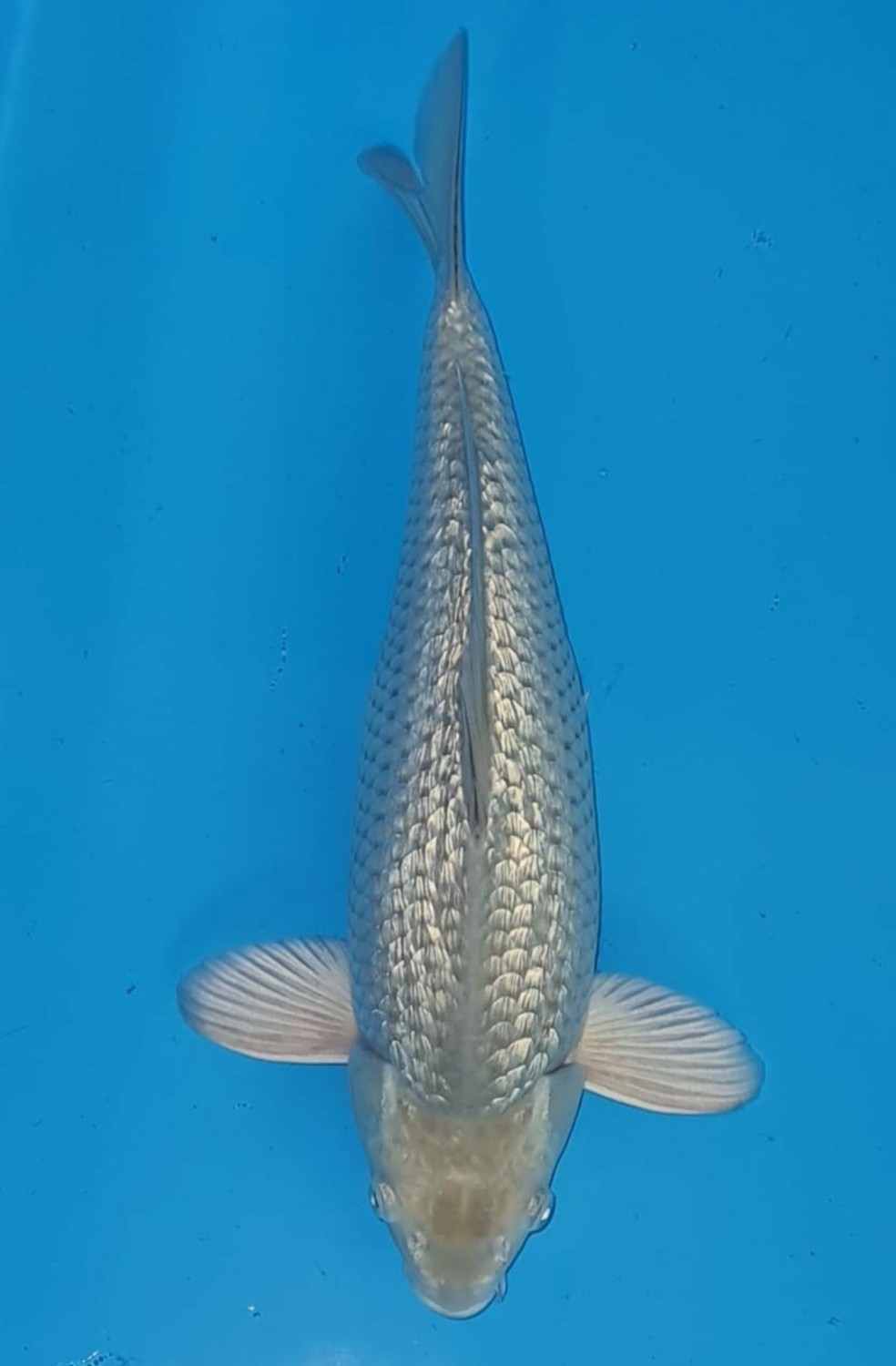 Juara 2