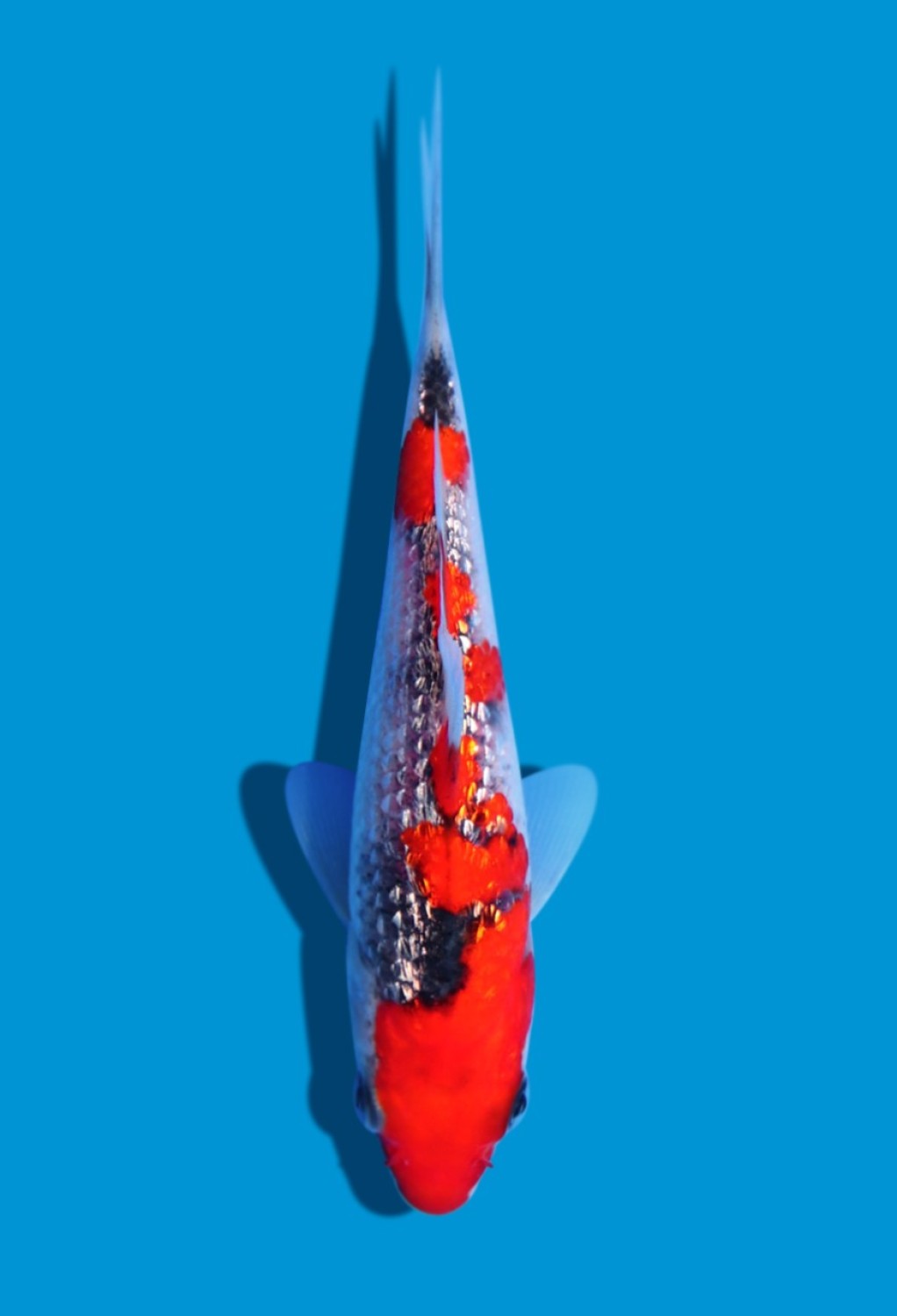 Juara 2