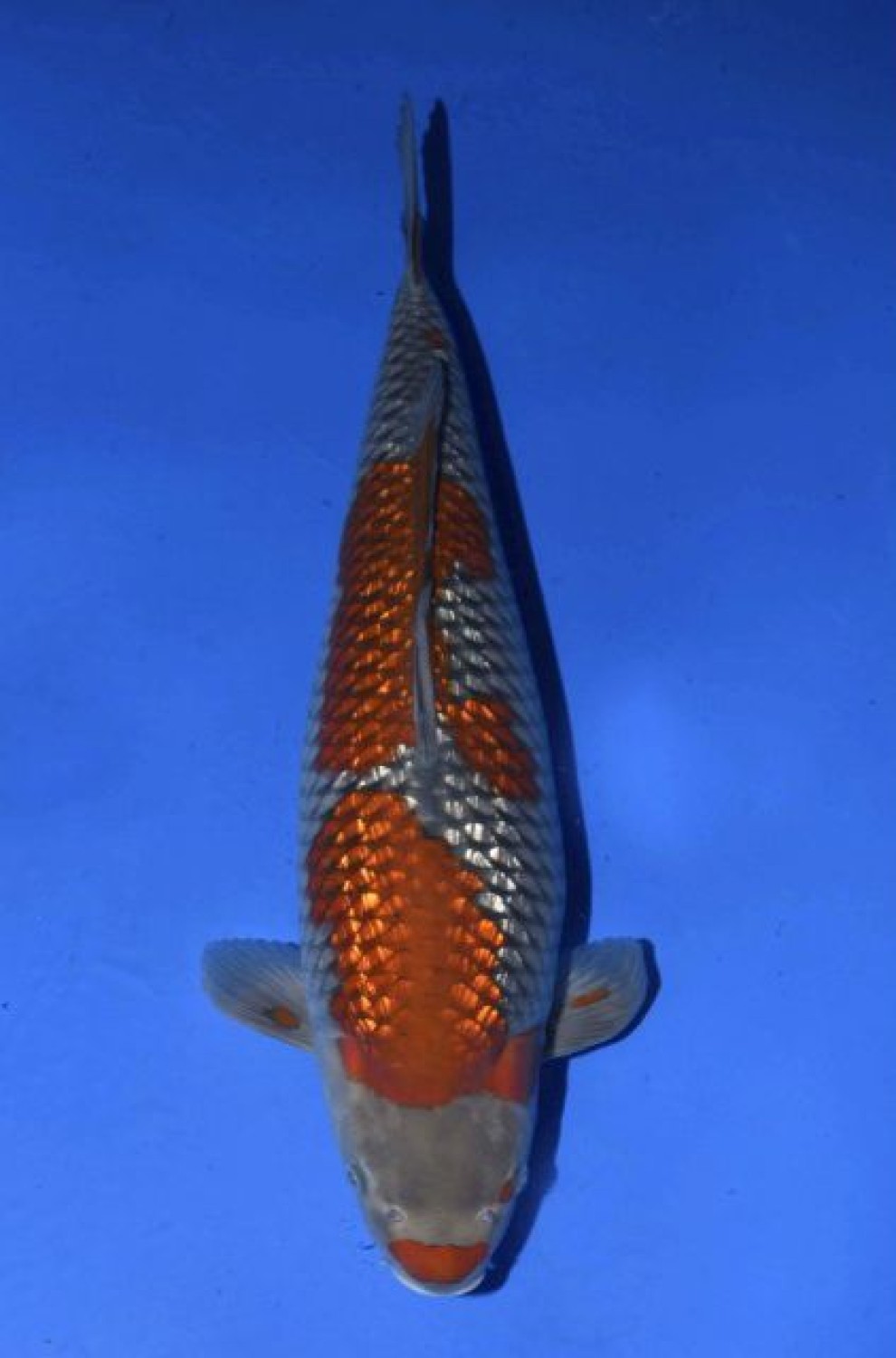 Juara 2