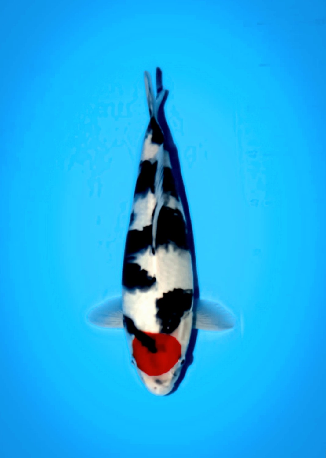 Juara 1