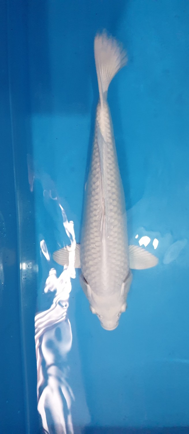Juara 3