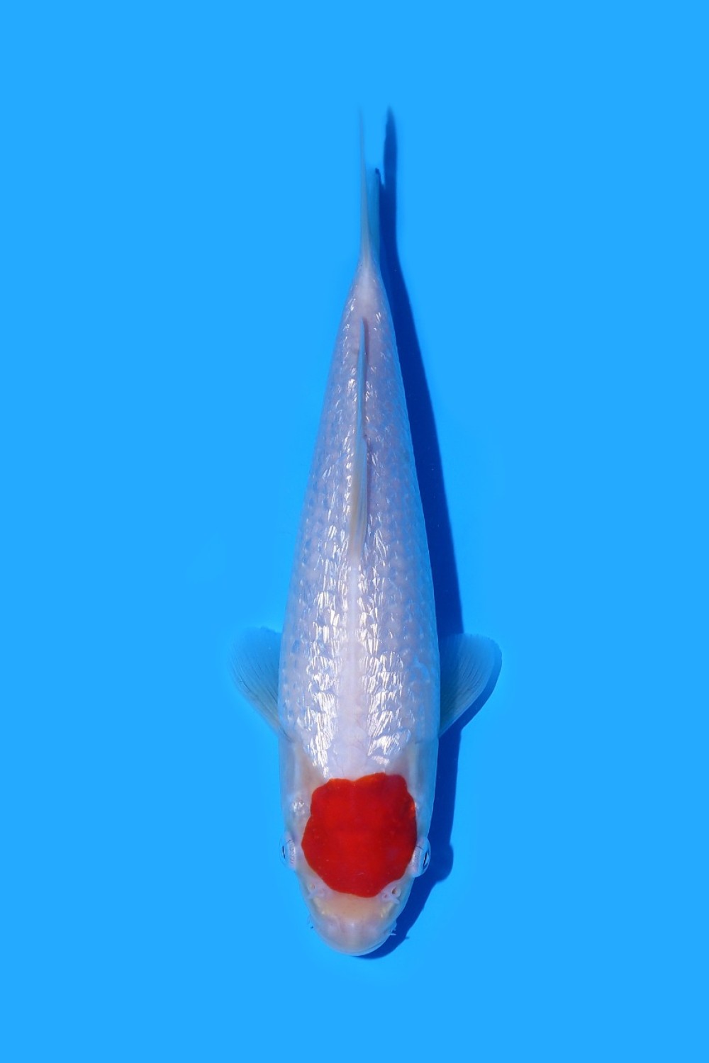 Juara 3