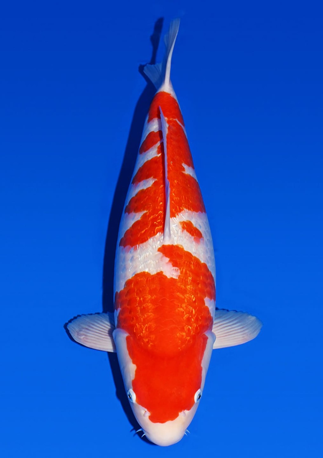 Juara 1
