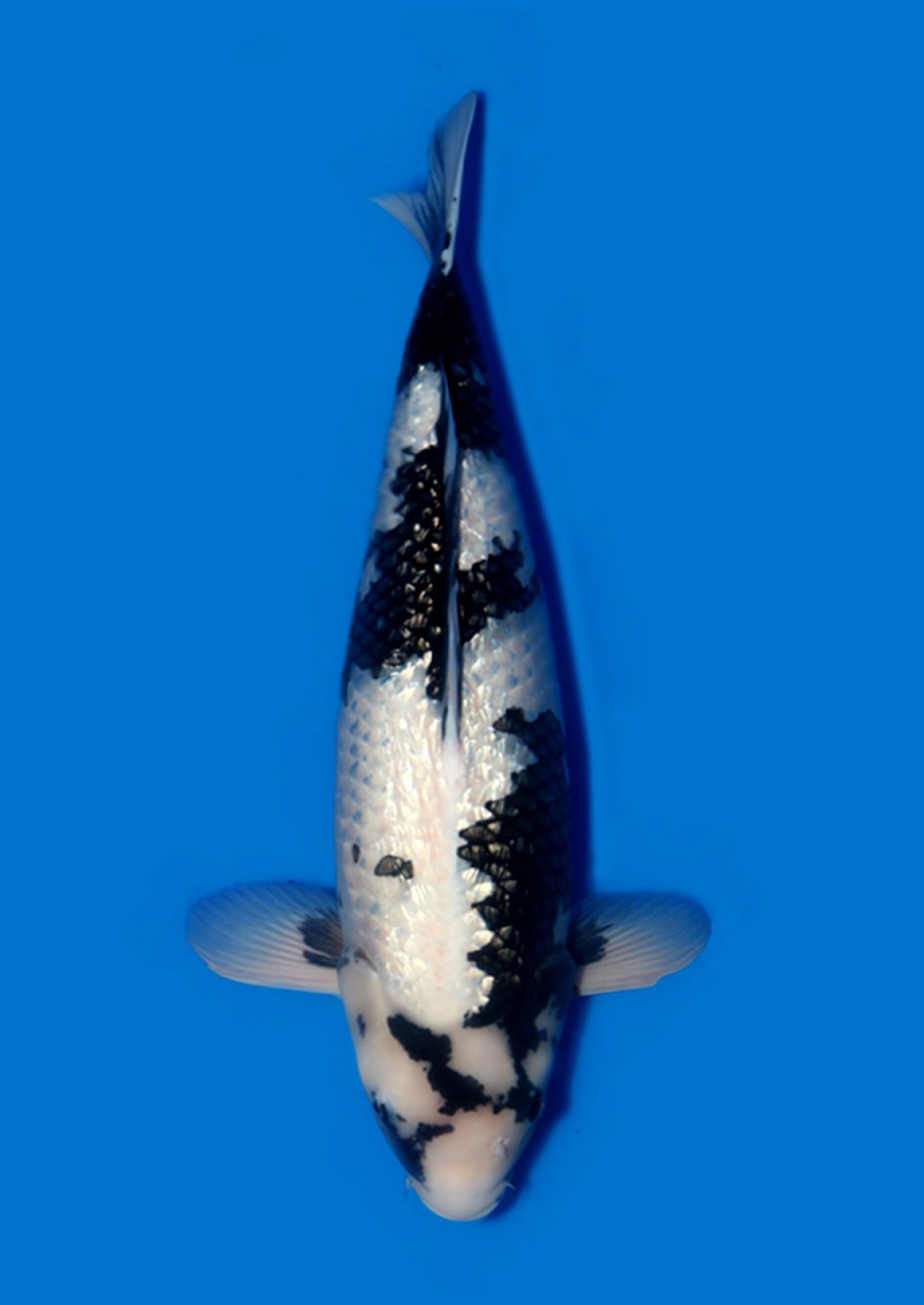 Best In Size C 66-70 cm