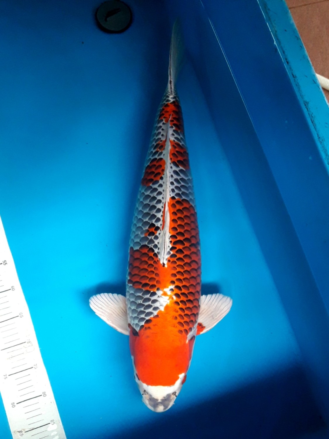 Juara 1