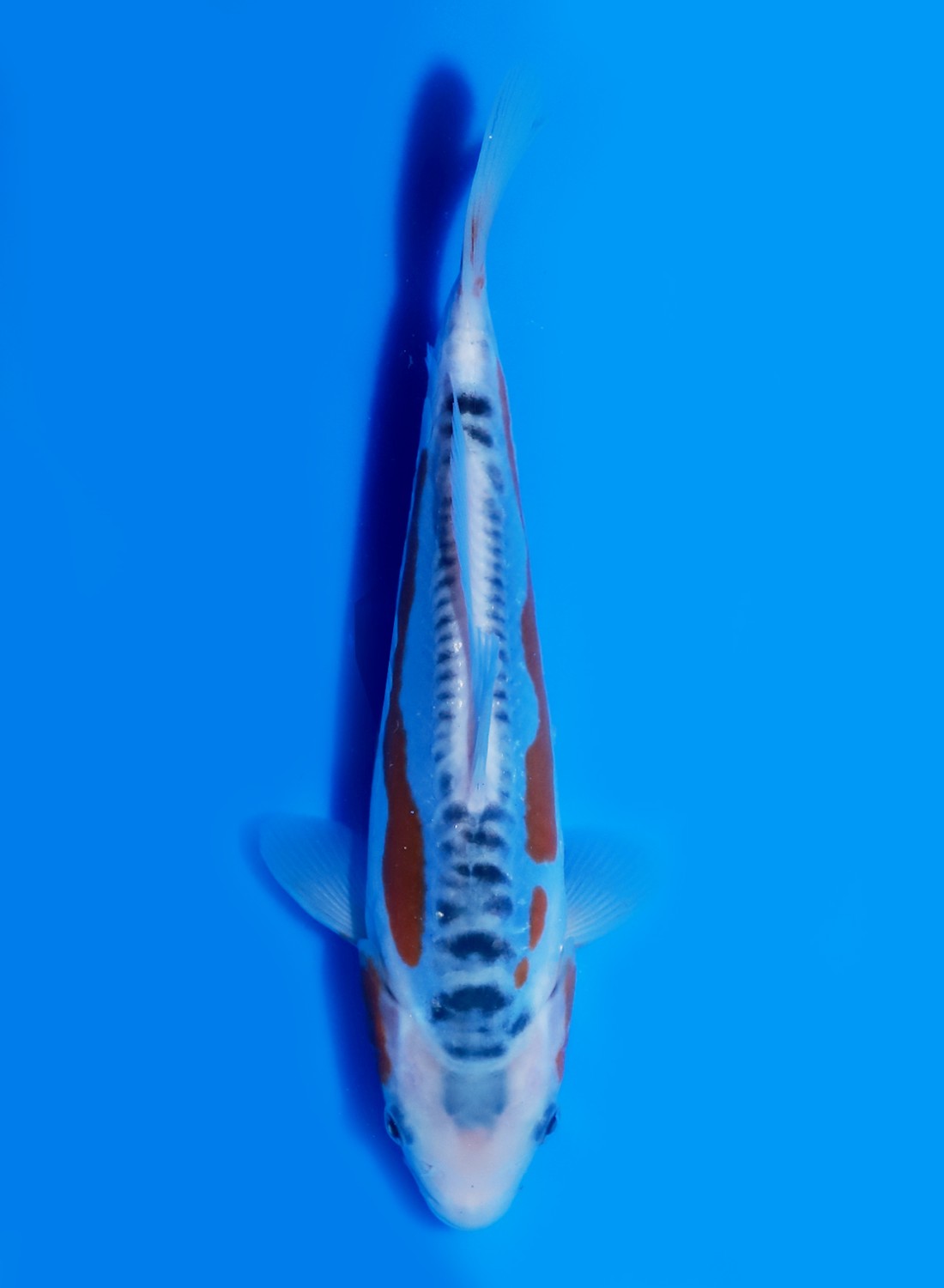 Juara 1