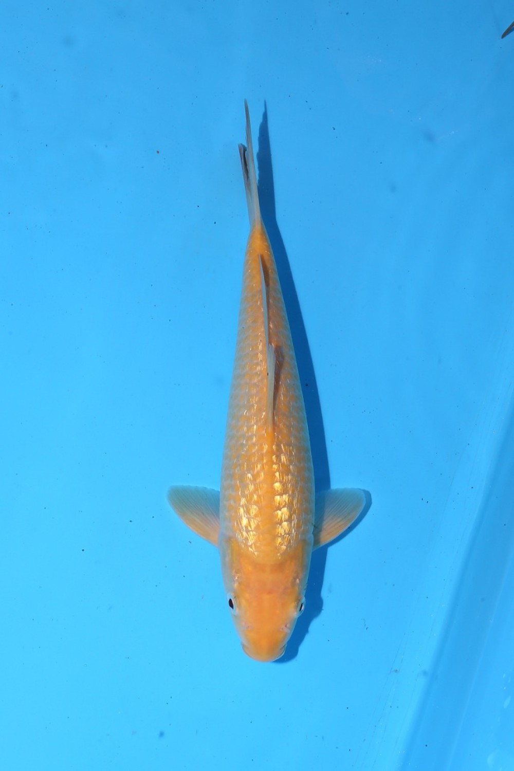 Juara 5