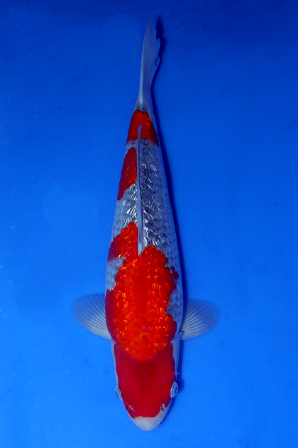 Juara 2