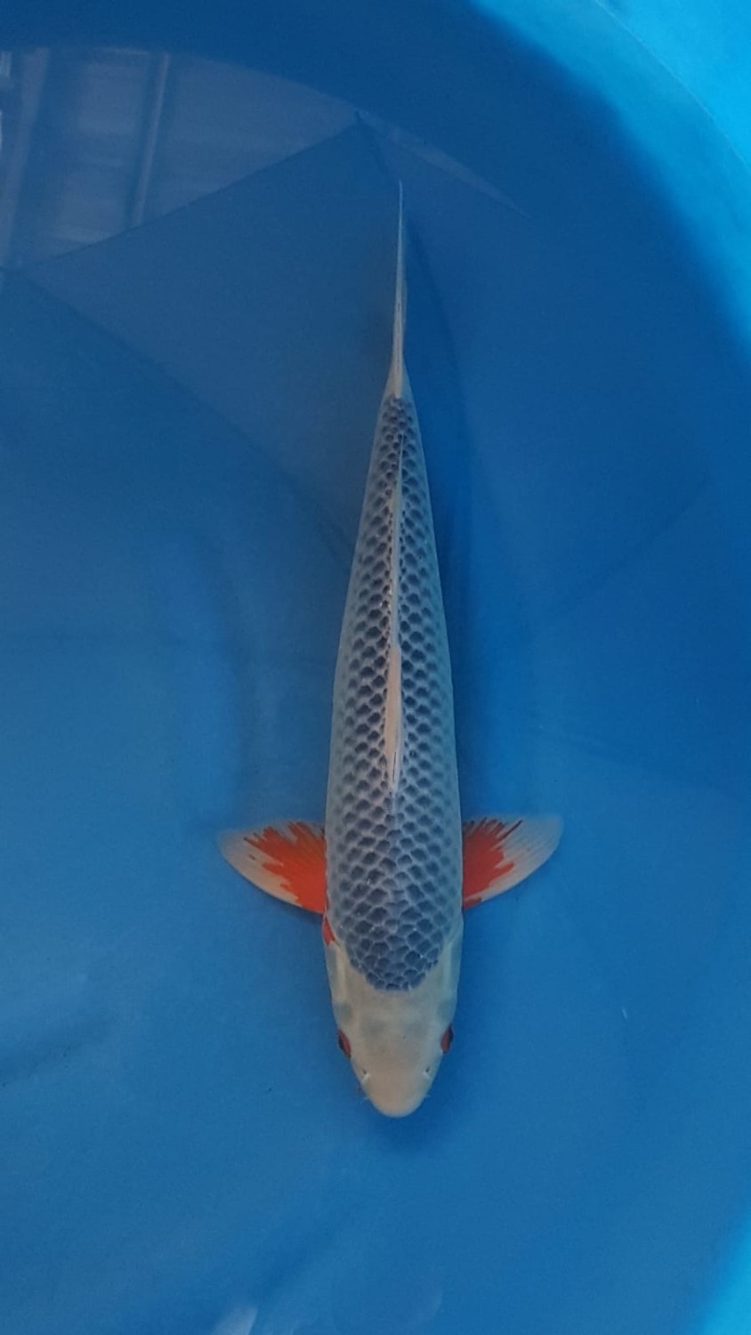 Juara 1