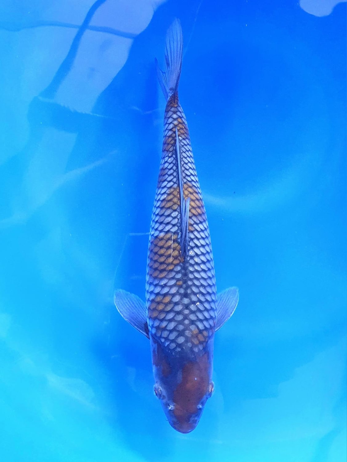 Juara 1
