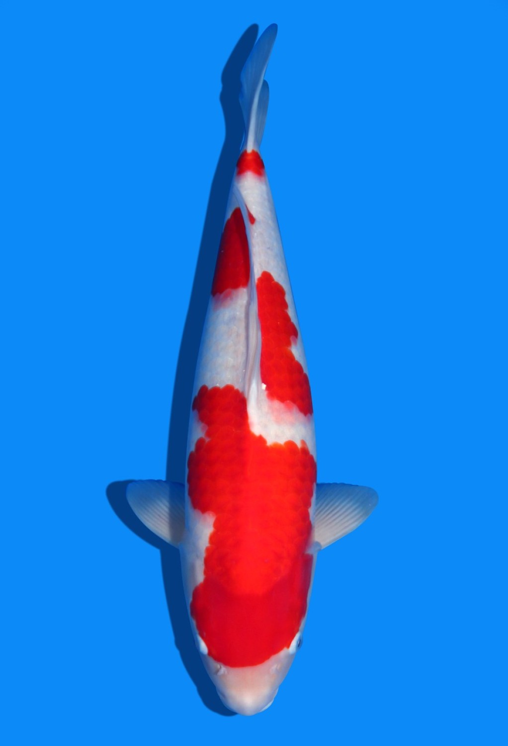Best In Size A 46-50 cm