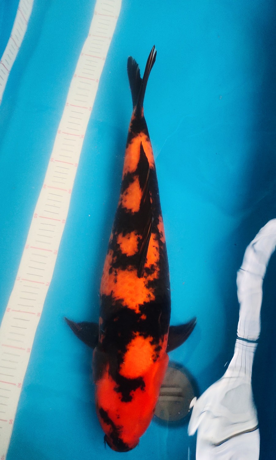 Juara 1