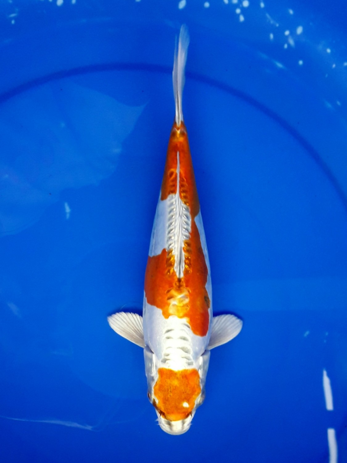 Juara 5