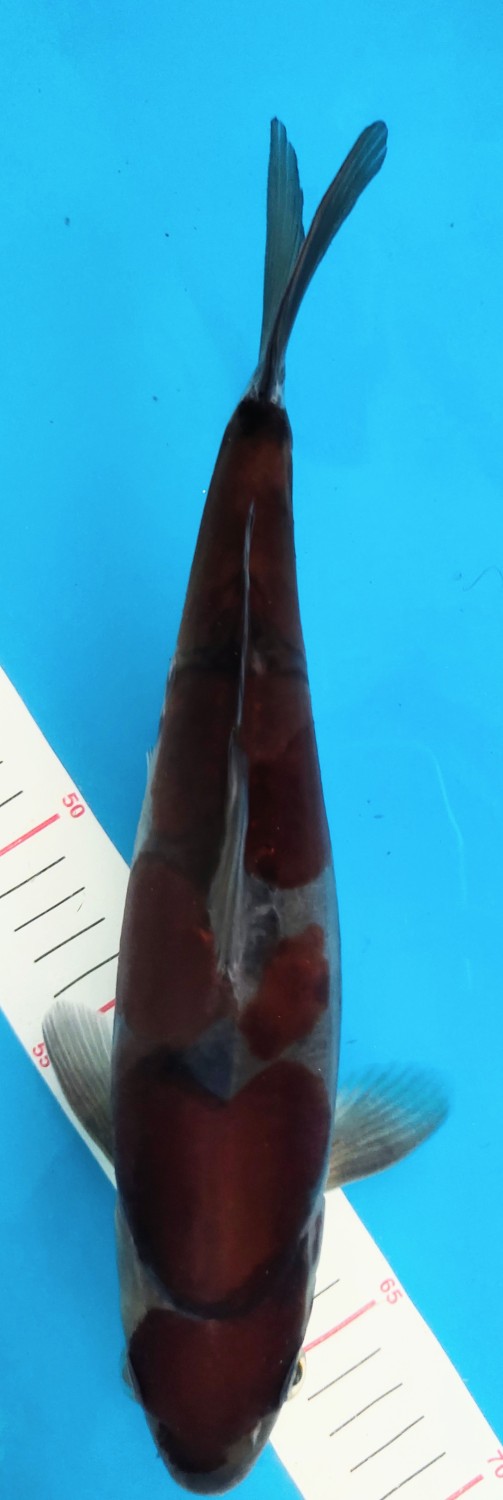 Juara 4