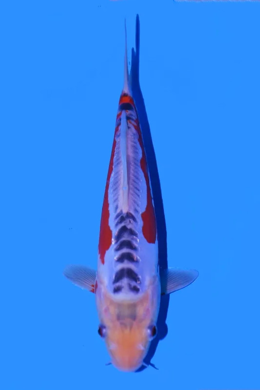 Juara 1