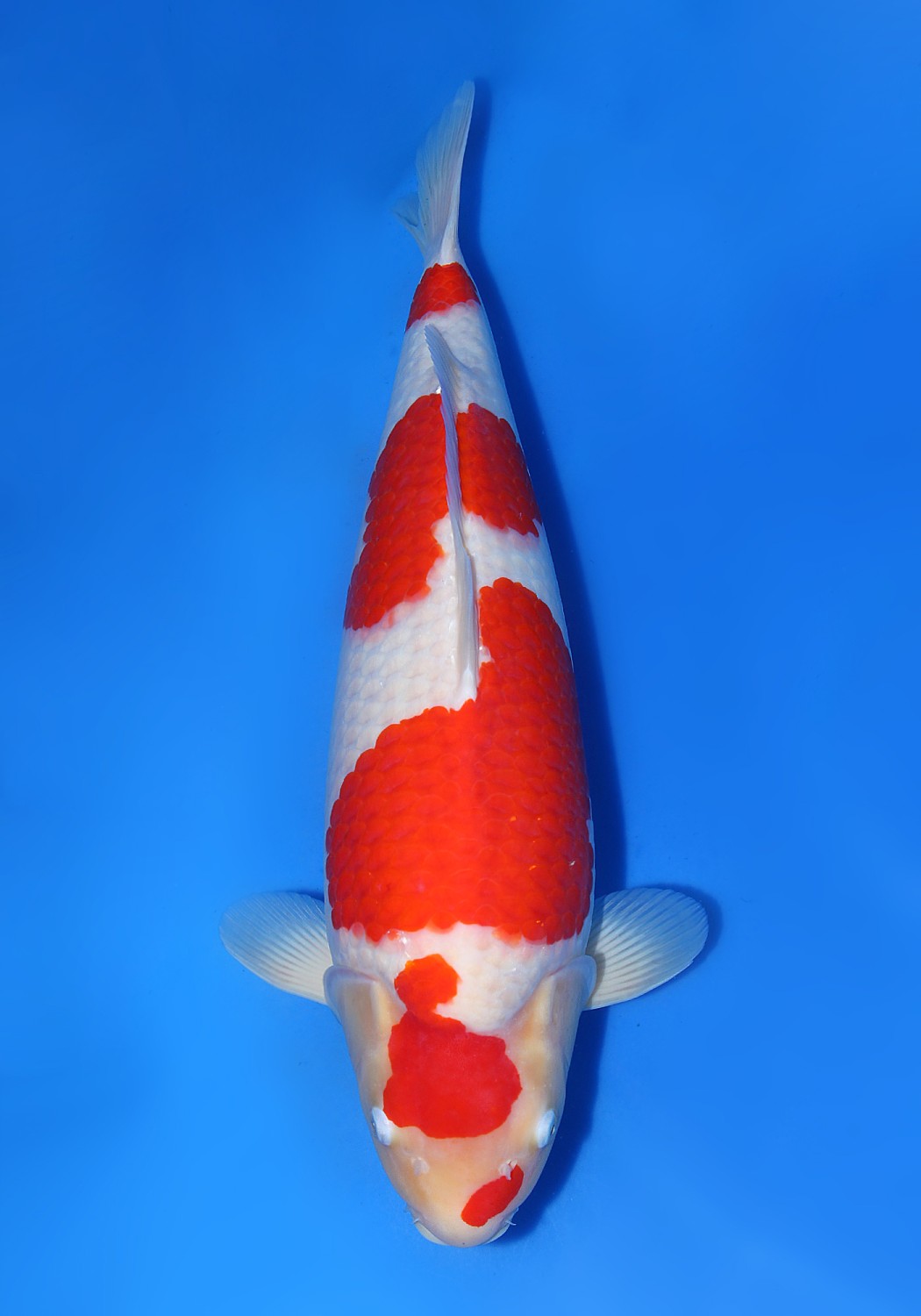 Best In Size A 71 - 75 cm