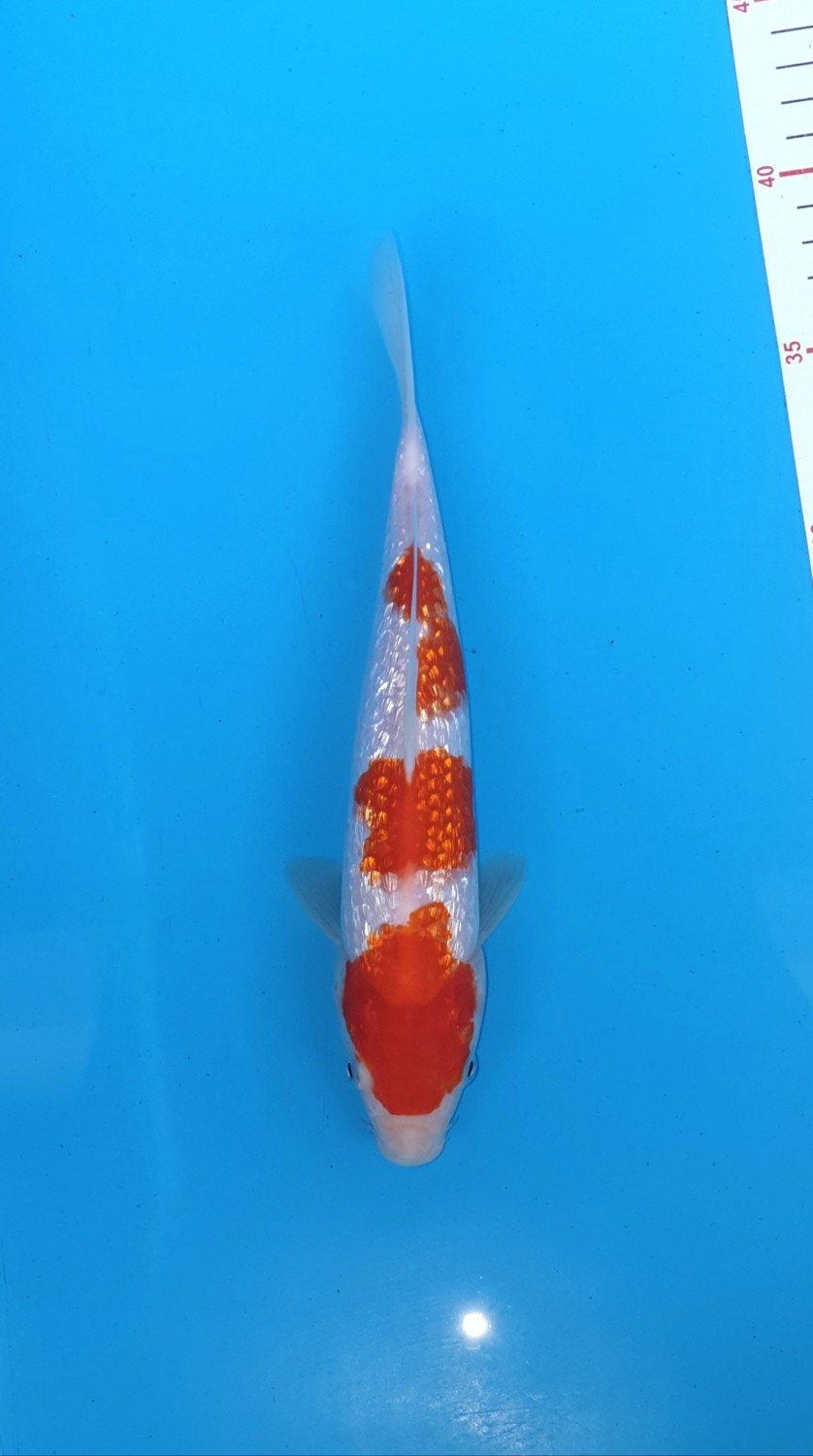Juara 2