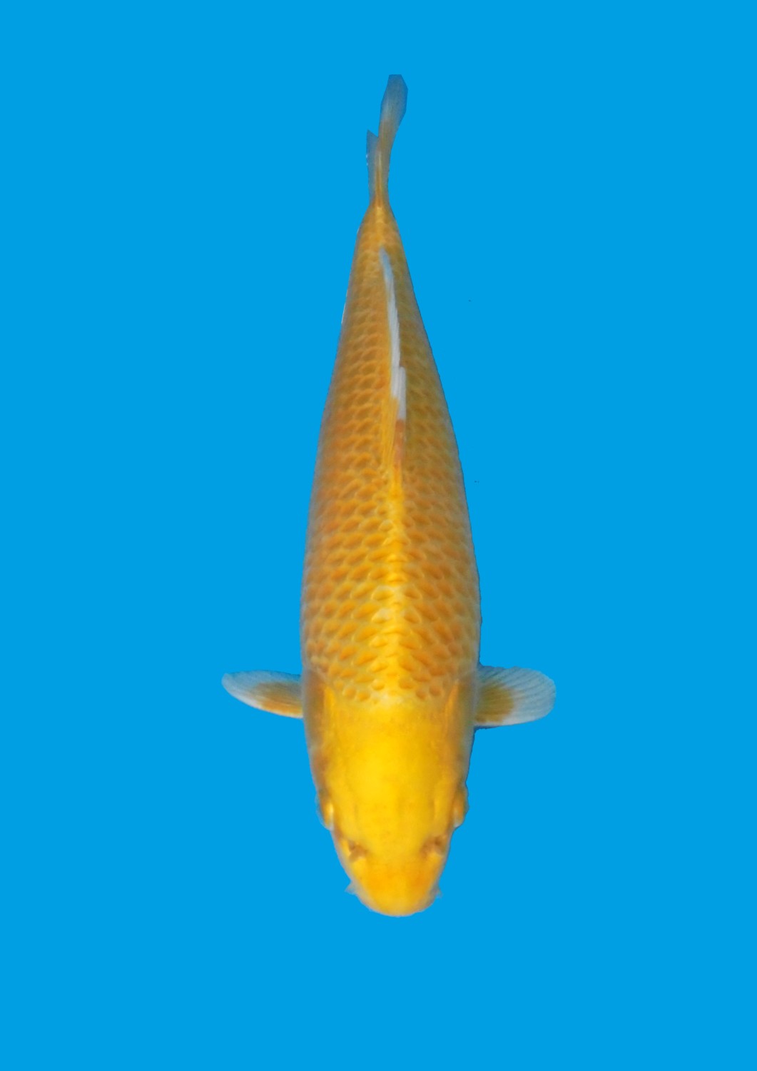 Juara 2