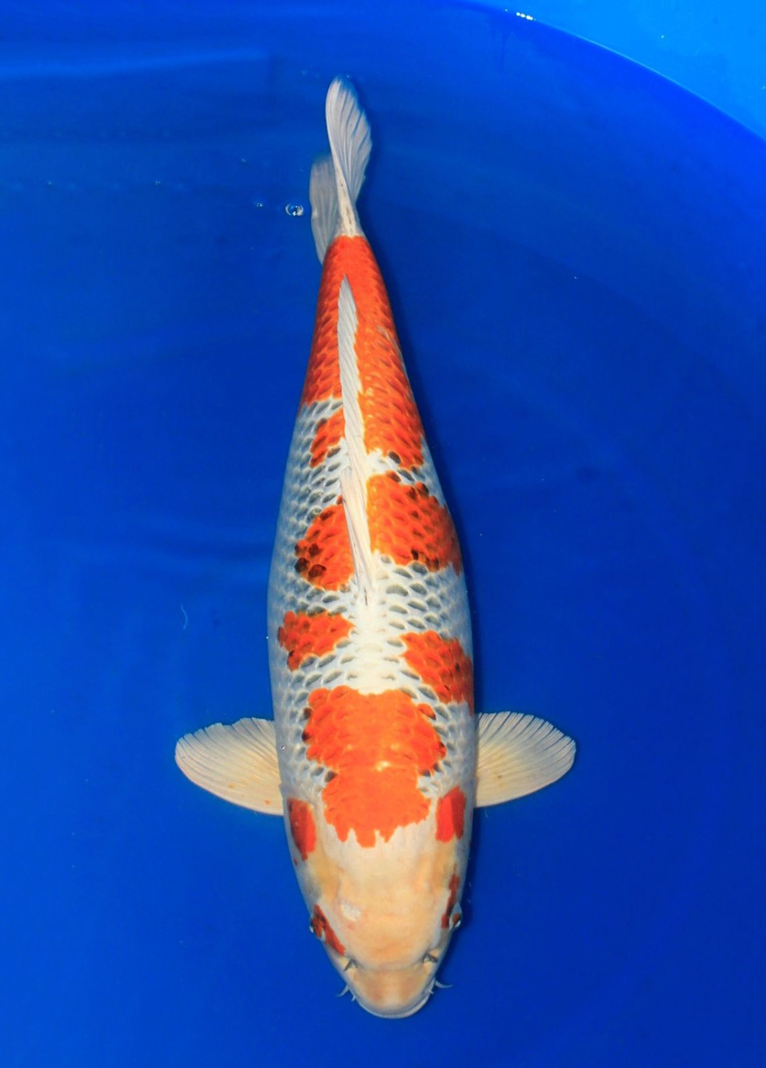 Juara 2