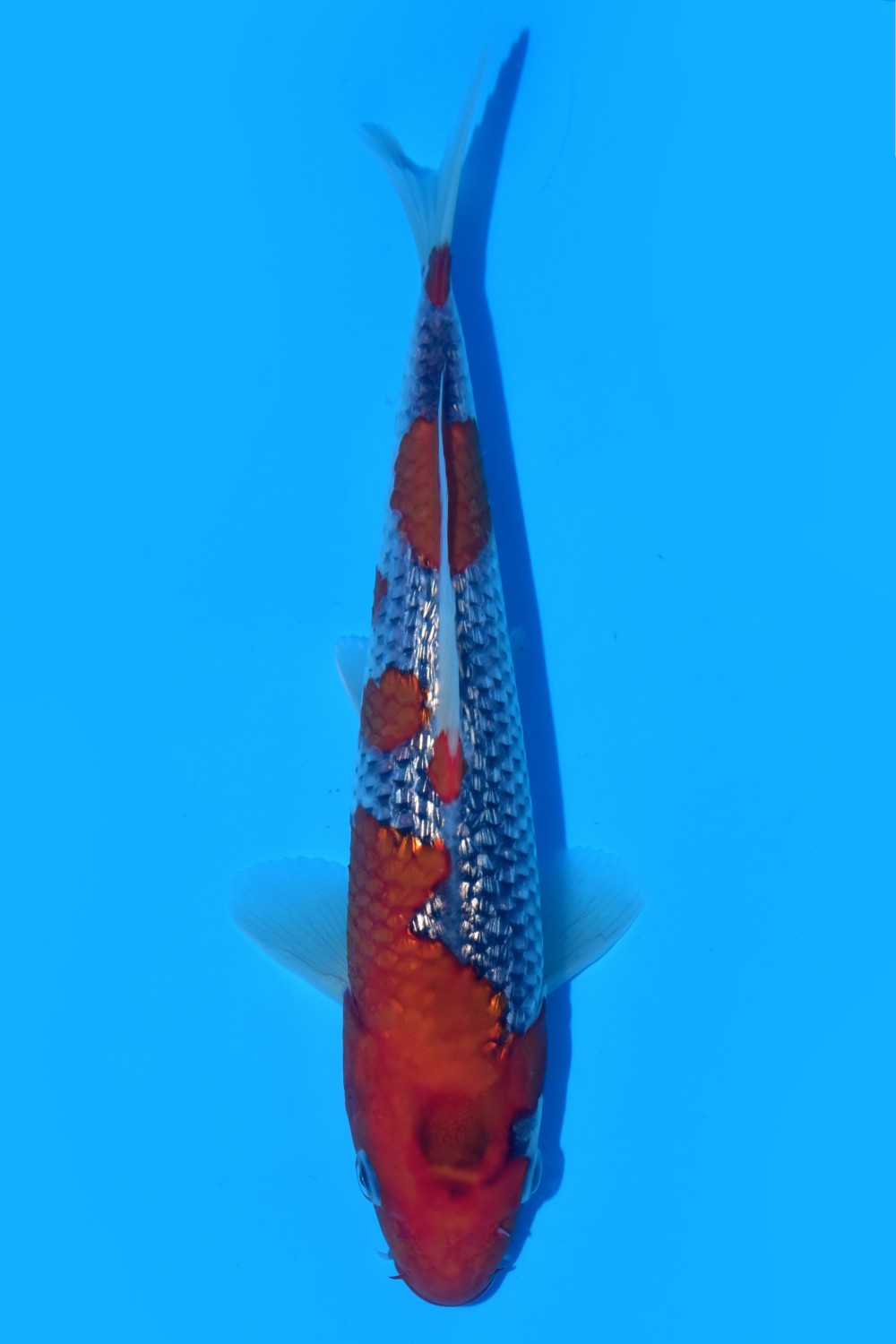 Juara 1