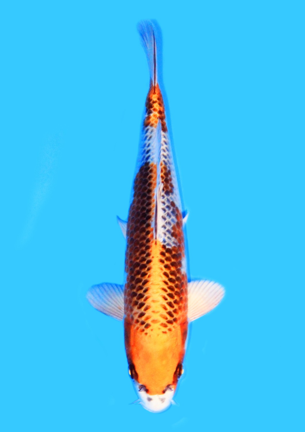 Juara 3