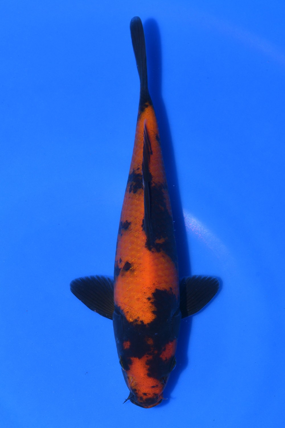 Juara 1