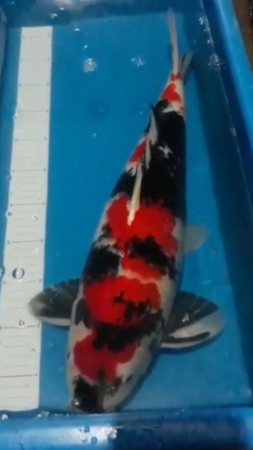 Juara 2