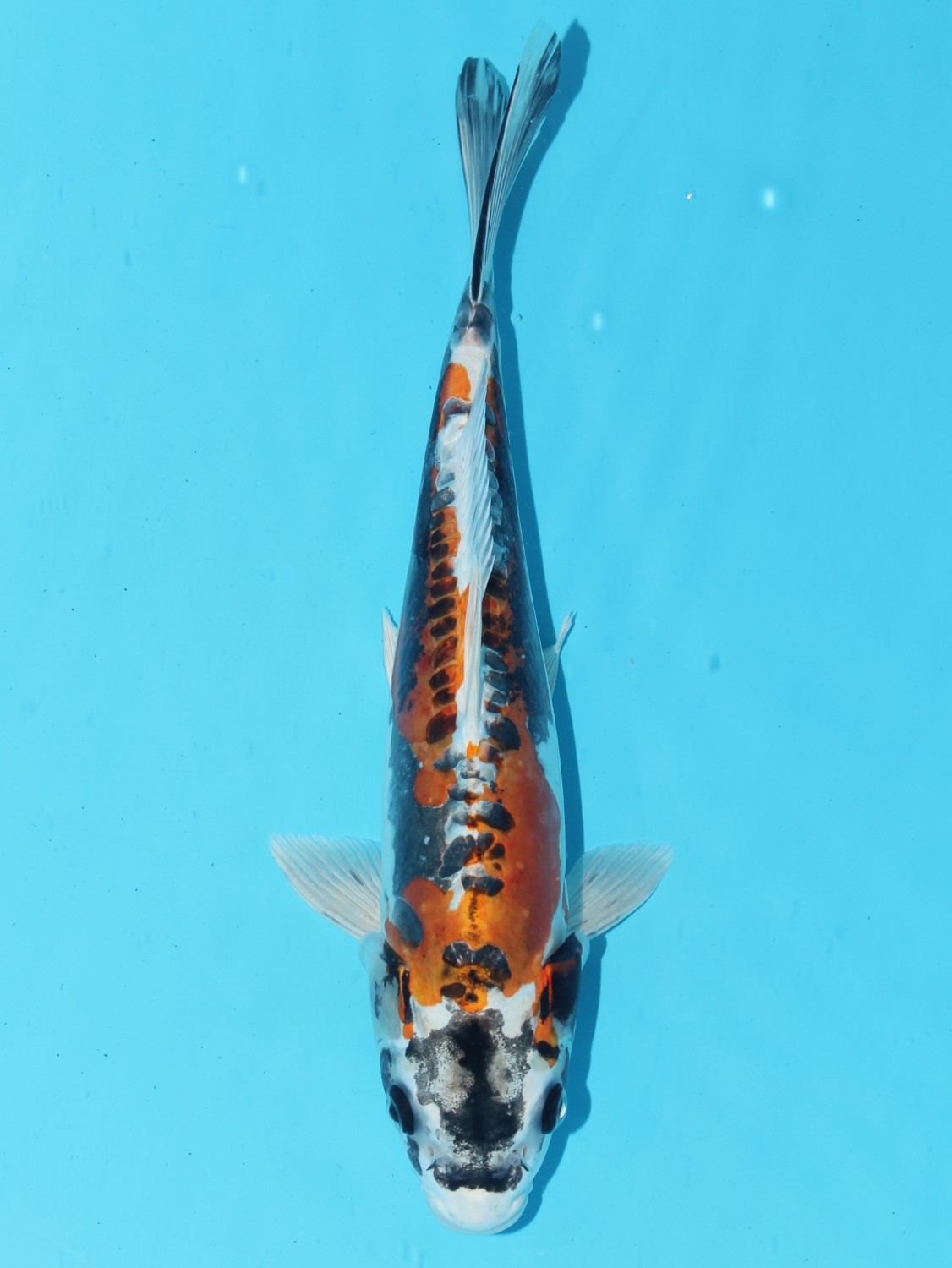 Juara 2