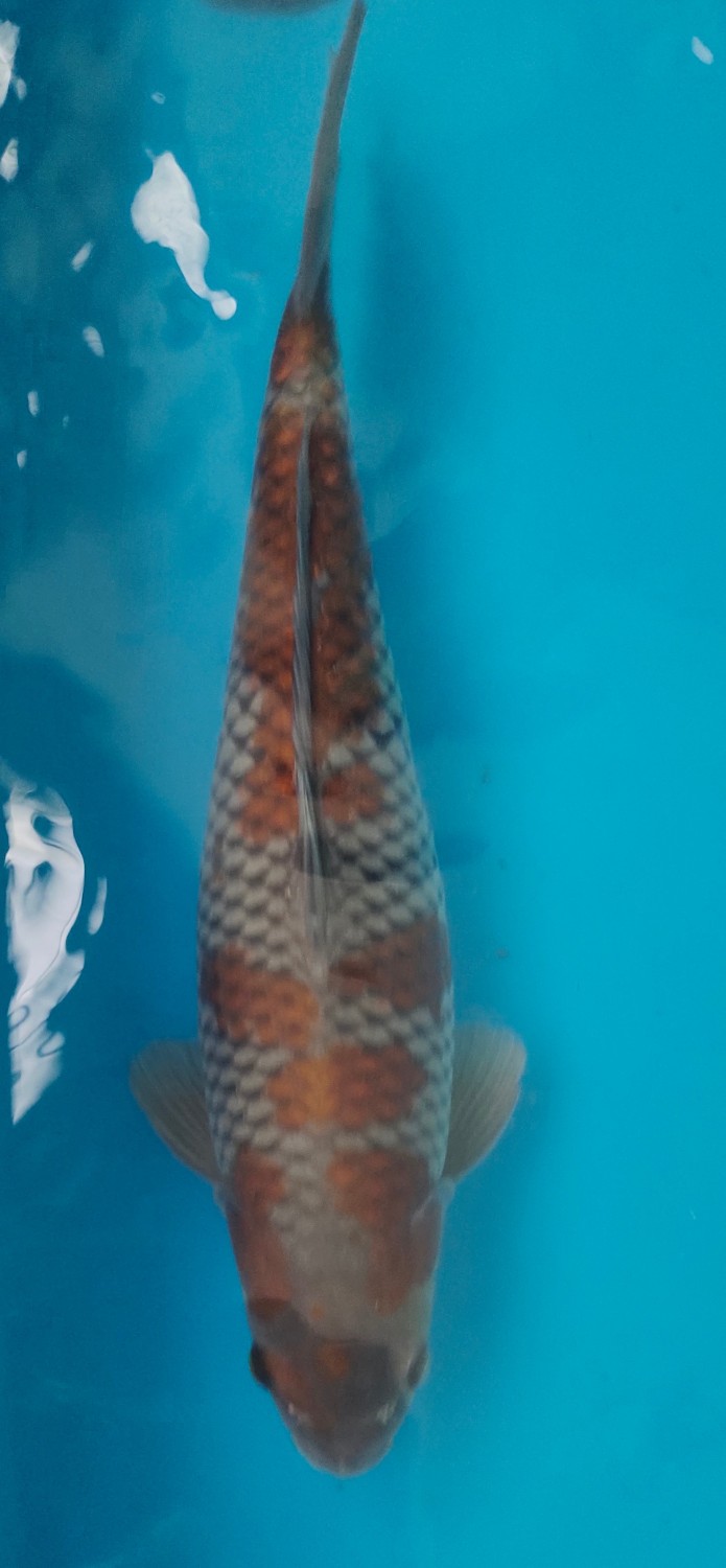 Juara 2
