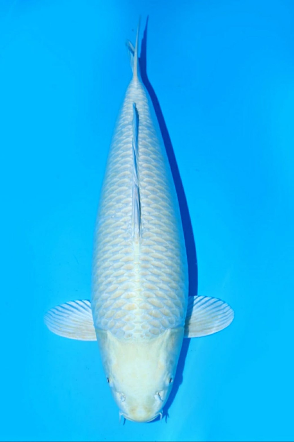 Juara 1
