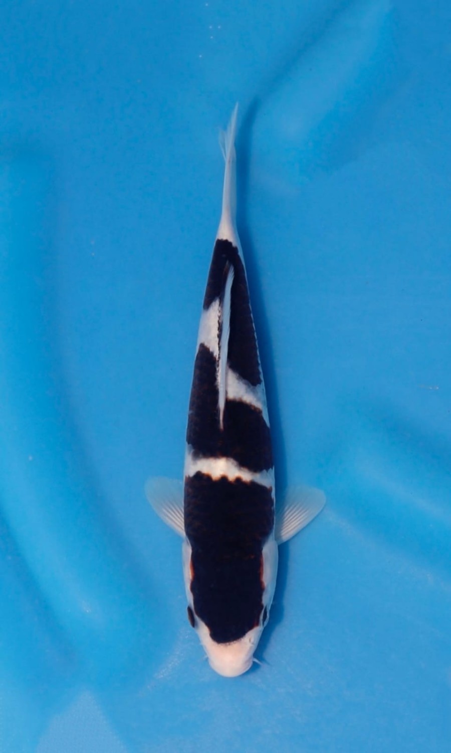 Juara 3