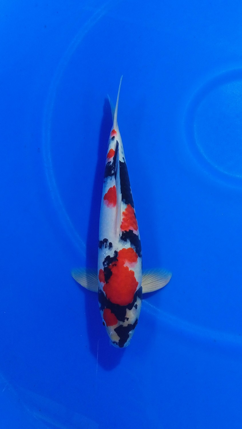 Juara 4