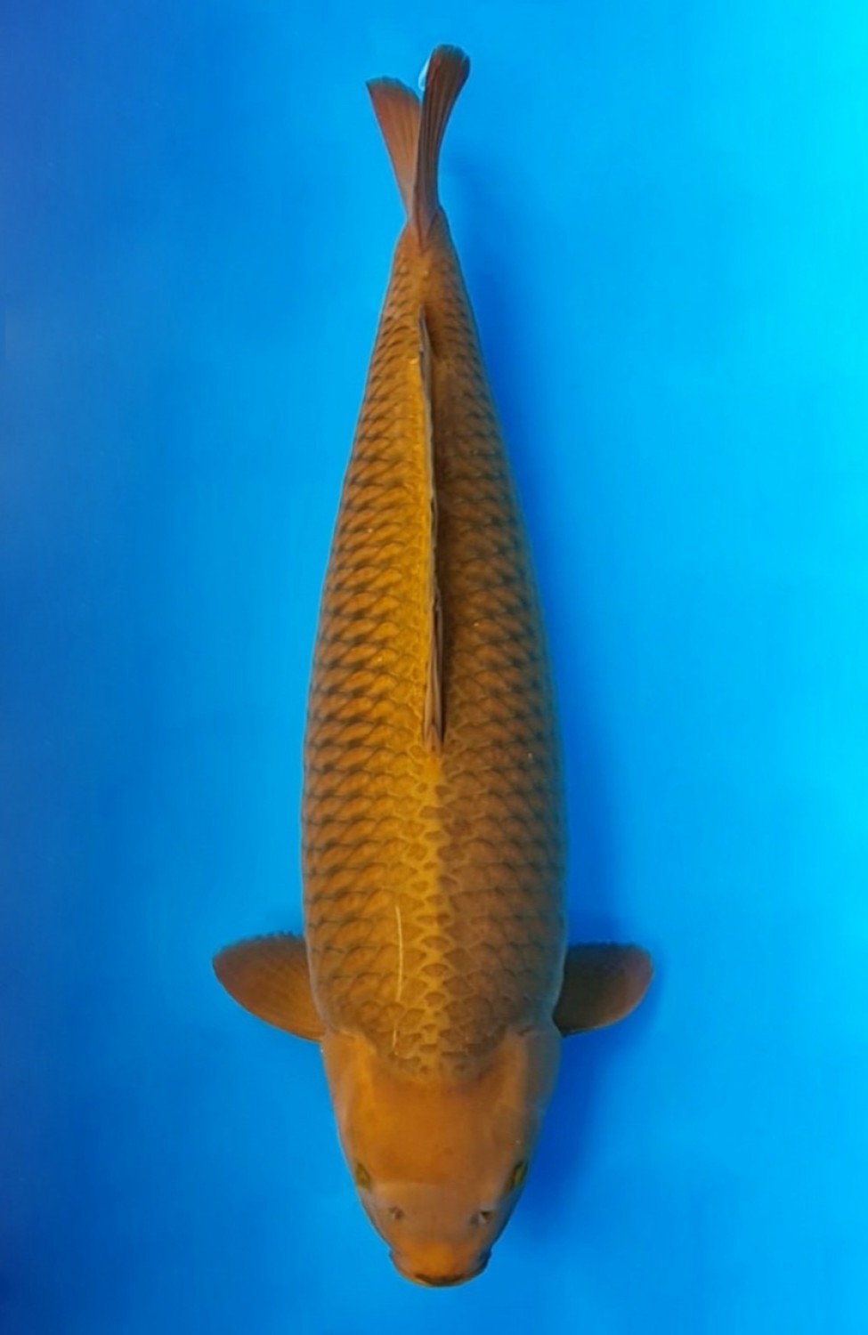 Juara 1