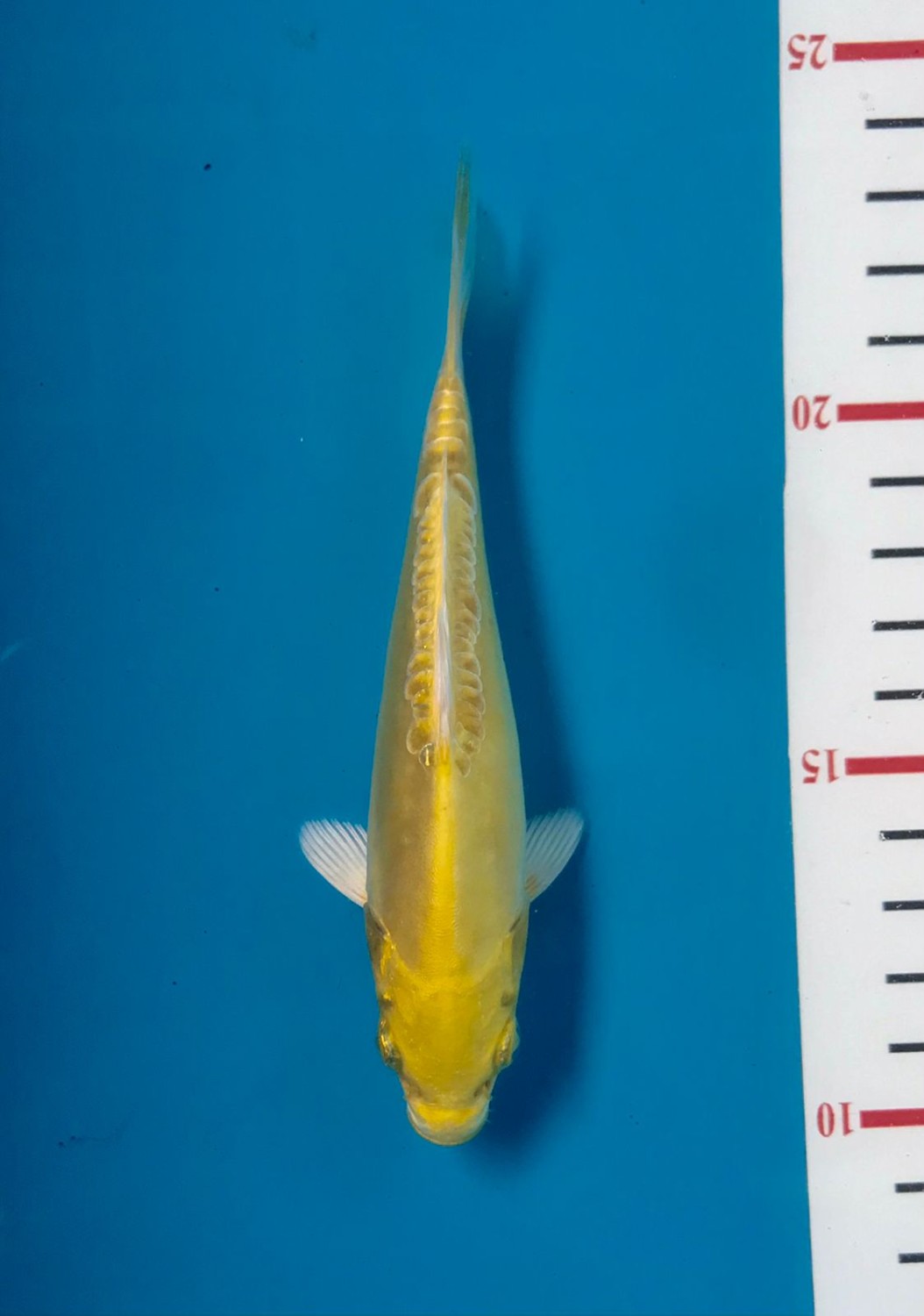 Juara 1