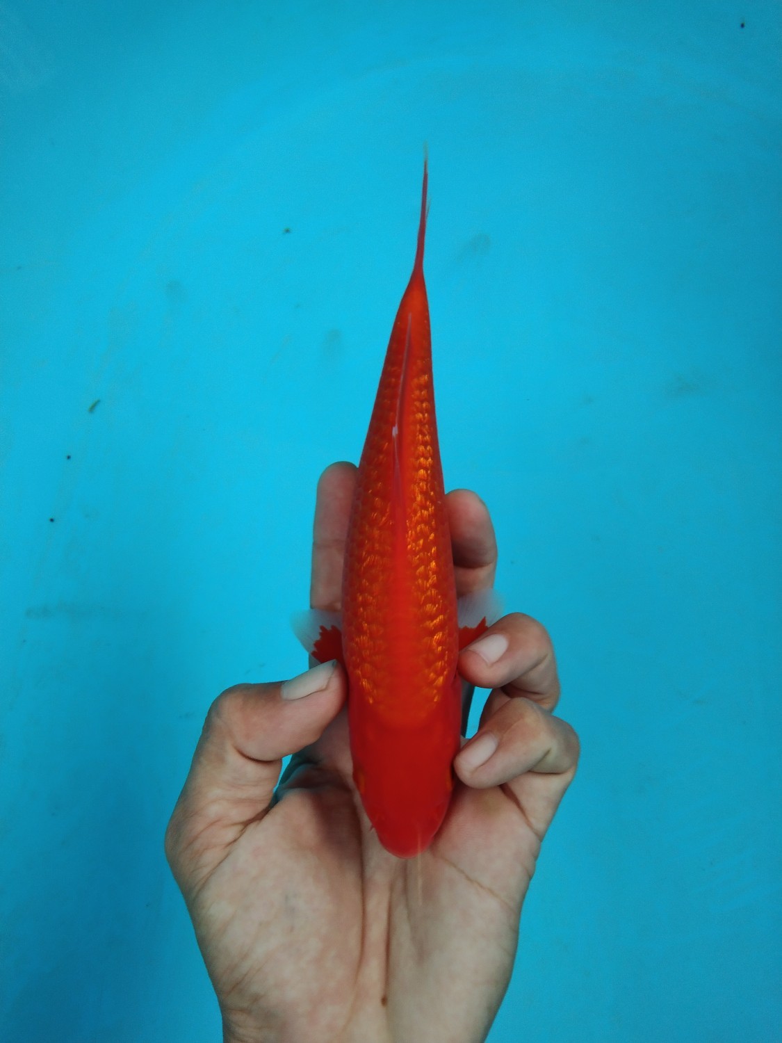 Juara 2