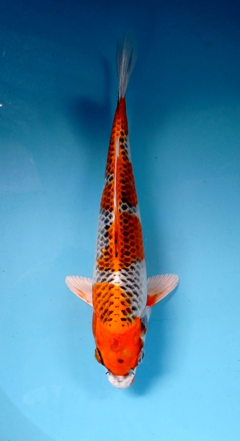 Juara 2