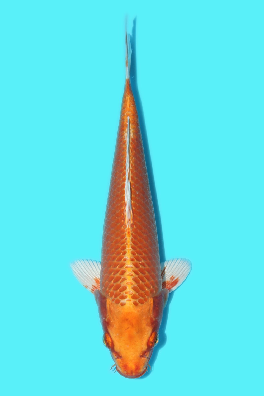 Juara 4