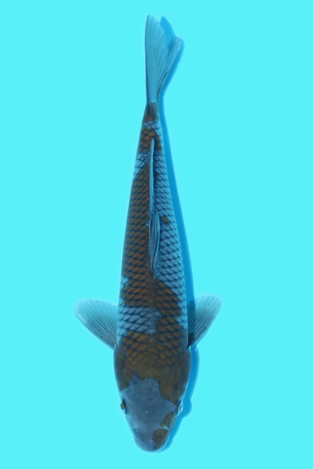 Juara 3