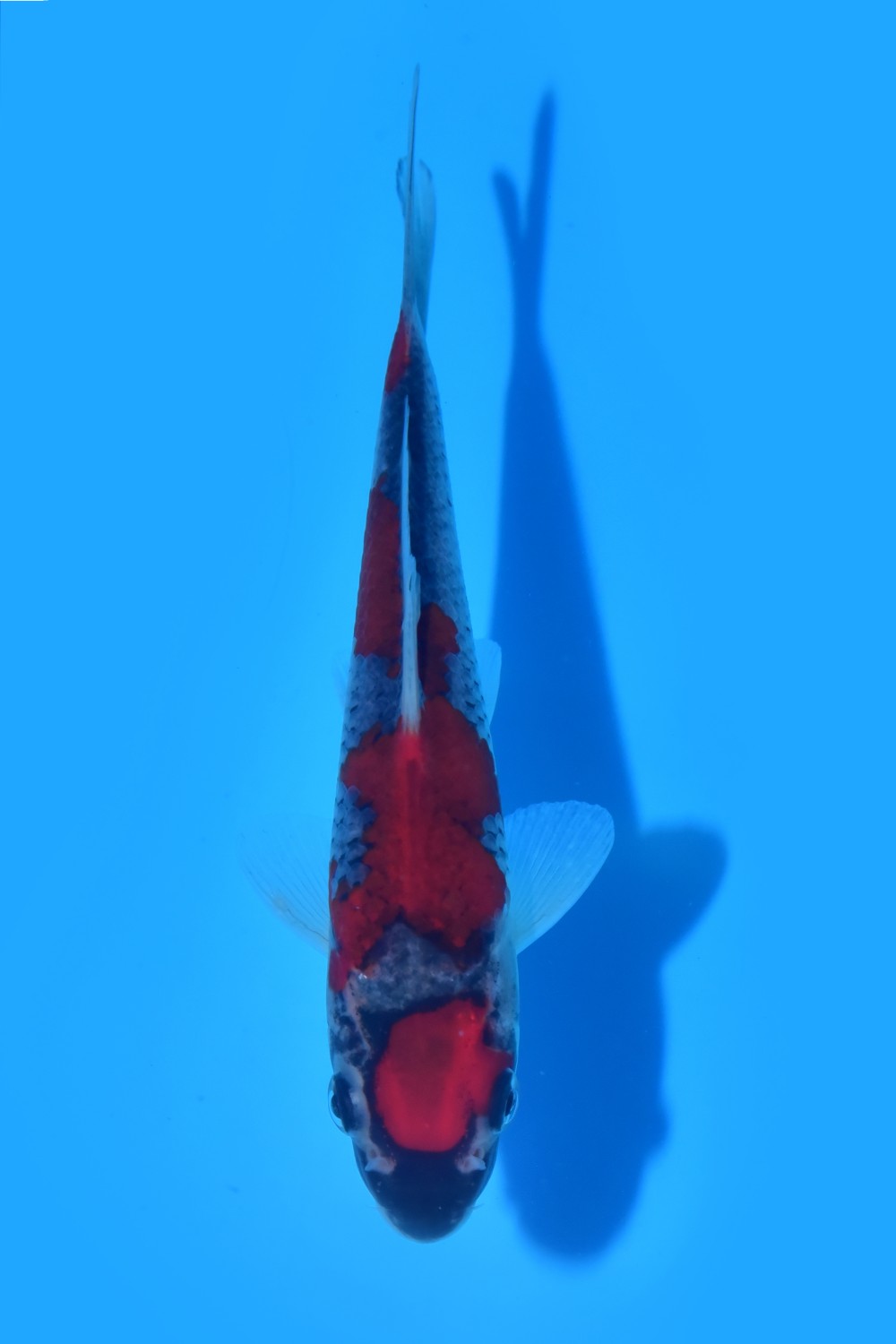 Juara 4