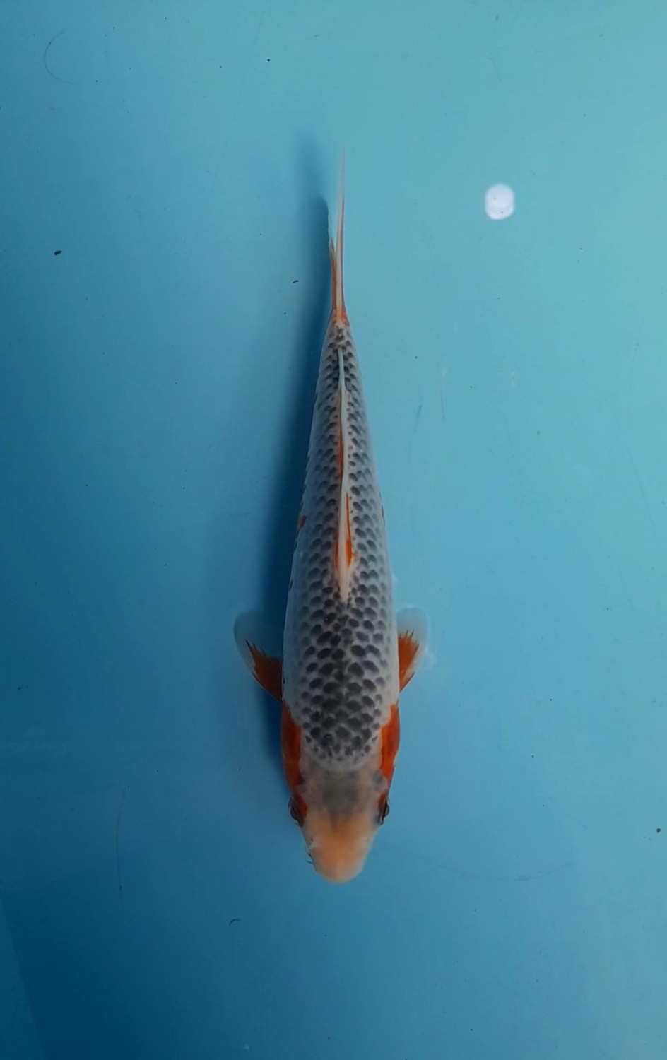 Juara 4
