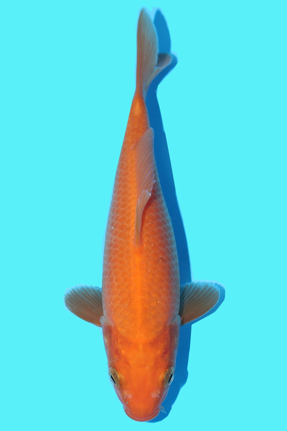 Juara 2