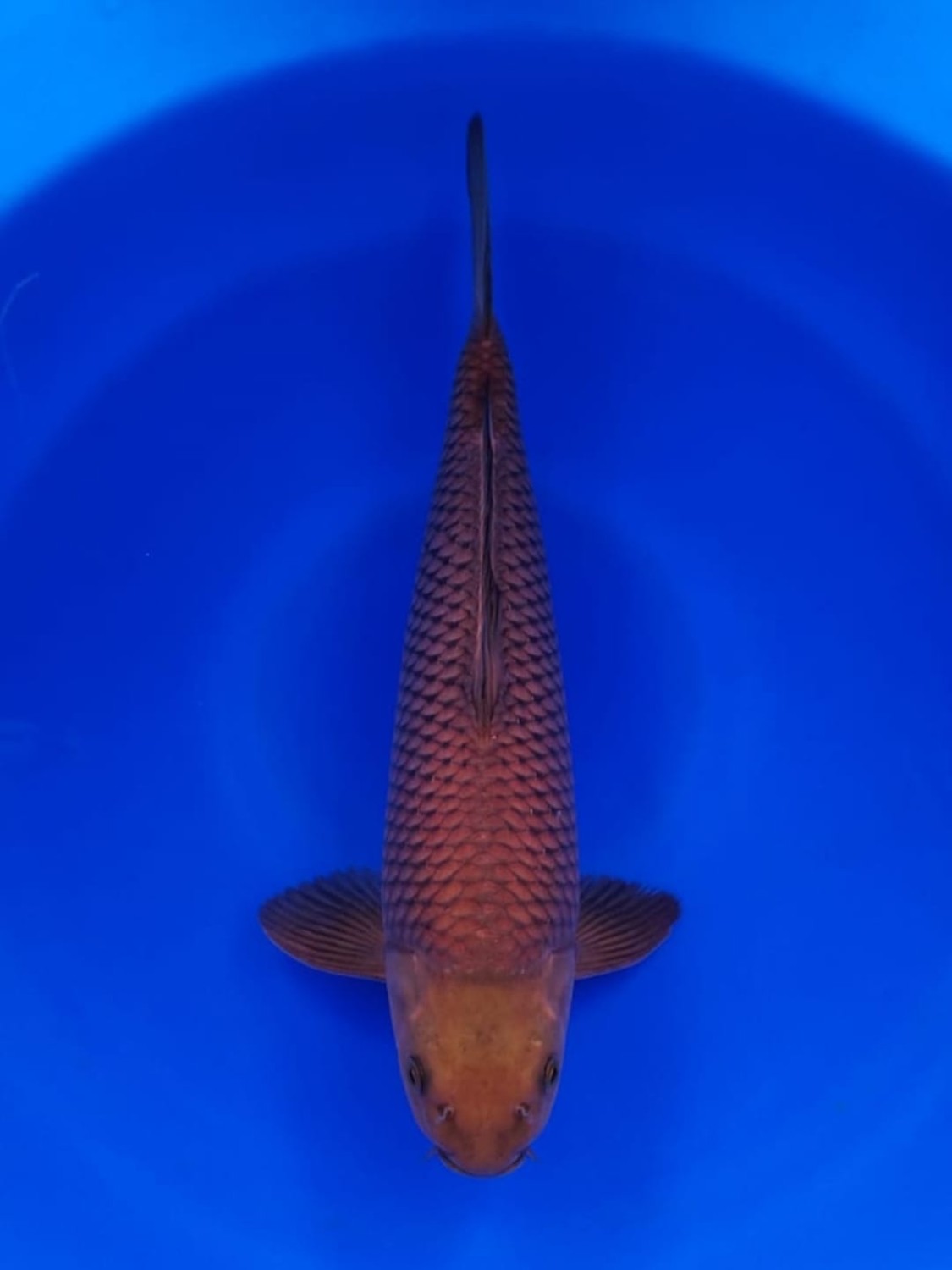 Juara 1