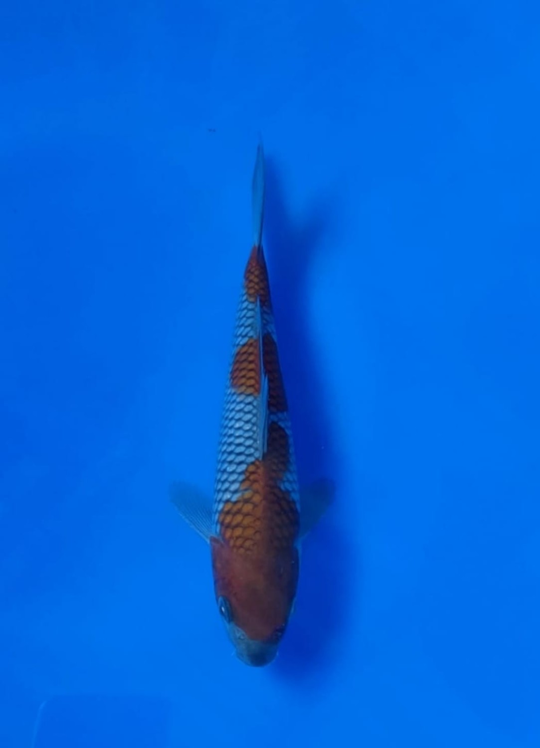Juara 2