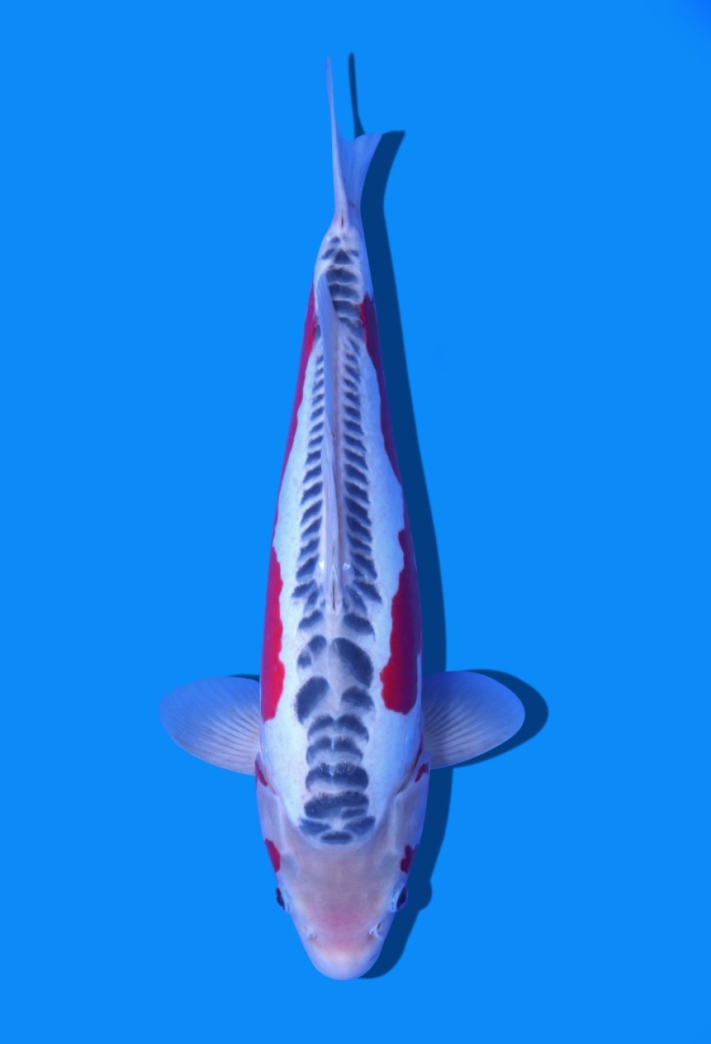 Best In Size D 36-40 cm