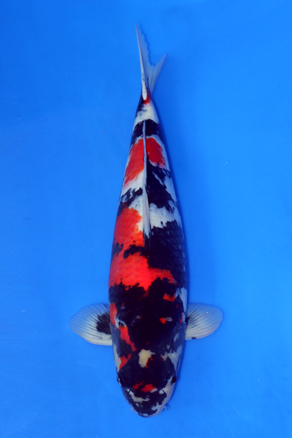 Juara 3