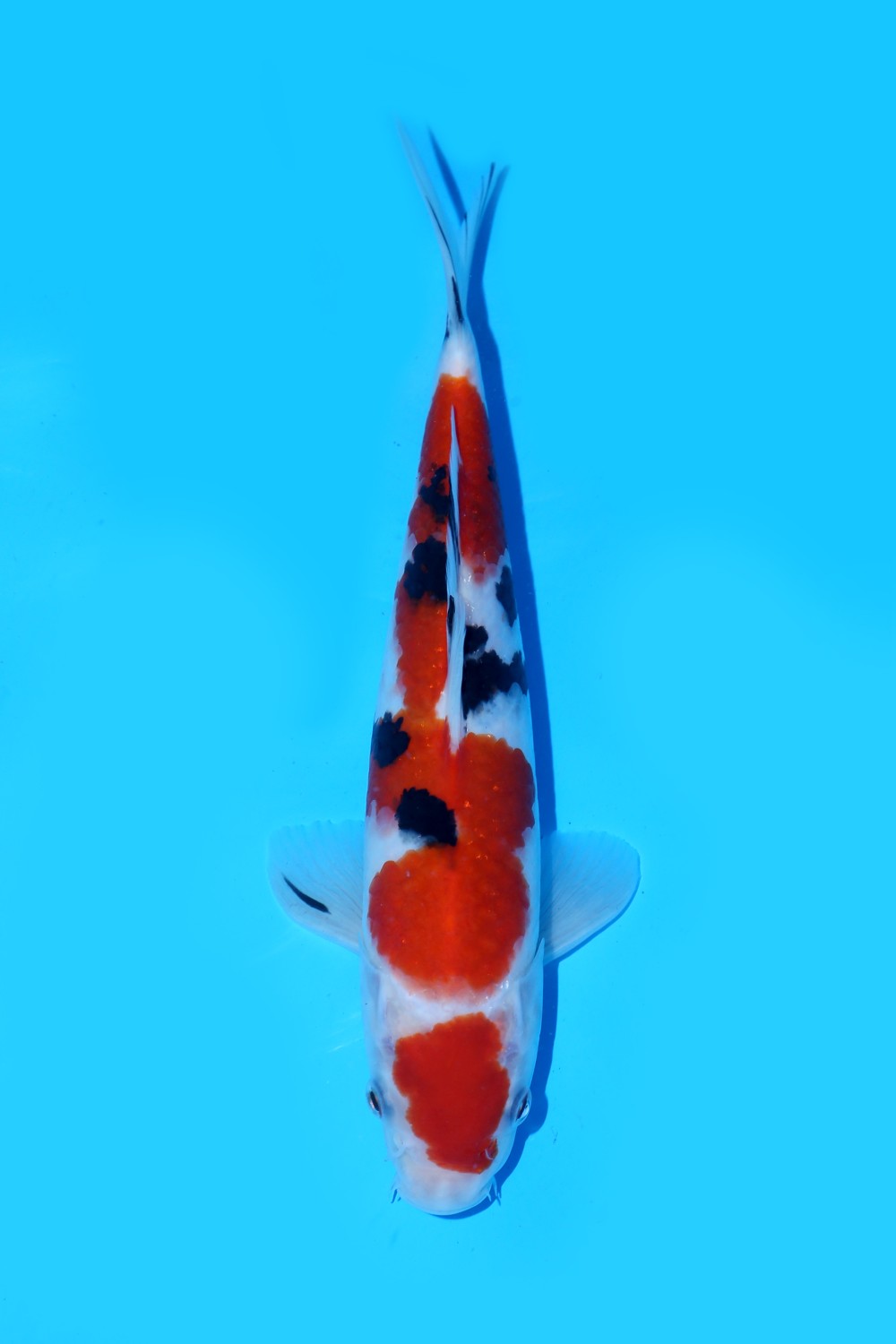 Juara 5
