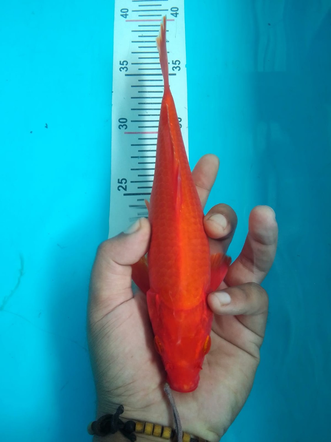 Juara 4