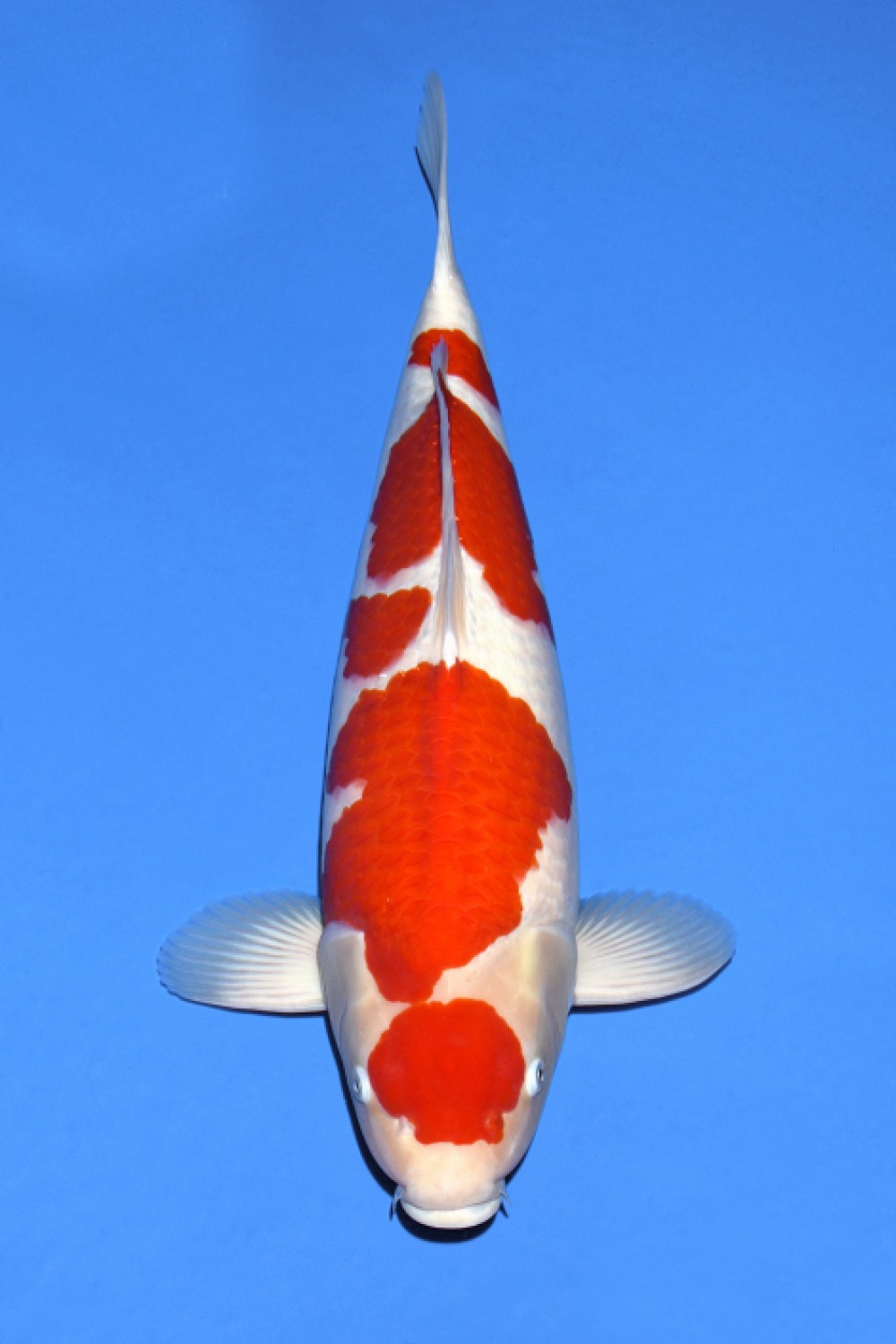Juara 1